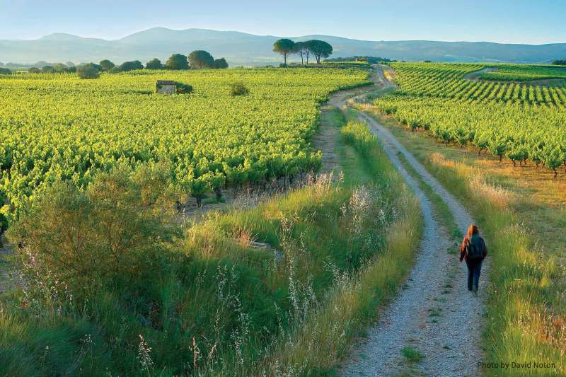 走近法国鲜为人知的黑皮诺产区